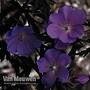 Geranium 'Purple Haze' (Seeds)