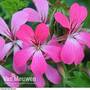 Geranium 'Decora Bicolour'