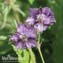 Geranium Censation™ 'Kora'