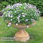 Geranium 'Azure Rush'