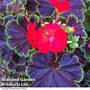 Geranium 'Black Velvet Red'