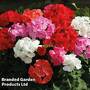 Geranium 'Cabaret Mix'