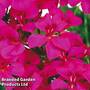 Geranium Gerainbow (Climbing/Trailing) Neon