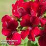 Geranium Gerainbow (Climbing/Trailing) Red
