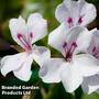 Geranium Gerainbow (Climbing/Trailing) White