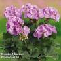 Geranium 'Grandeur Classic Violet'