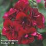 Geranium 'Grandeur Classic Violet Splash'