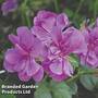 Geranium Gerainbow Amethyst