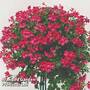 Geranium Gerainbow Magenta