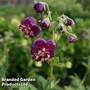 Geranium phaeum 'Joseph Green'