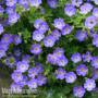 Geranium 'Rozanne'