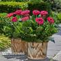 Gerbera jamesonii 'Bighorn' (Patio Series)
