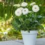 Gerbera jamesonii 'Glacier' (Patio Series)