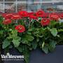 Gerbera jamesonii 'Olympic' (Patio Series)