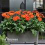 Gerbera jamesonii 'Orange County' (Patio Series)
