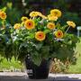 Gerbera jamesonii 'Painted Desert' (Patio Series)