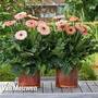 Gerbera jamesonii 'Fundy' (Patio Series)