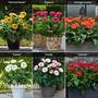 Gerbera Patio Collection (Patio Series)