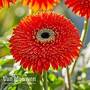Gerbera 'Glorious Orange' (Landscape Series)