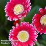 Gerbera garvinea 'Cheeky Magenta'