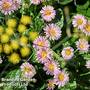 Gerbera garvinea 'Cheeky Pink'
