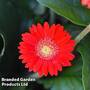 Gerbera garvinea 'Cheeky Red'