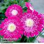 Gerbera garvinea 'Sweet Femmy'