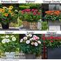 Nurseryman?s Choice Gerbera Patio