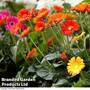 Nurserymans Choice Gerbera garvinea