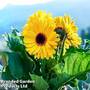 Gerbera 'Garvinea Sweet Vibe'