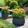 Gerbera garvinea 'Sweet Smile'