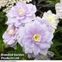 Geranium pratense 'Summer Skies' (Hardy)