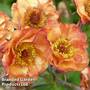 Geum 'Alabama Slammer'