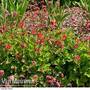 Geum 'Flames of Passion'
