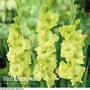 Gladiolus 'Green Star'