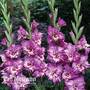 Gladiolus 'Tango'
