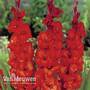 Gladiolus 'Brown Sugar'