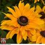 Rudbeckia 'Goldilocks'