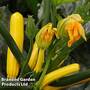 Courgette 'Golden Glory' F1