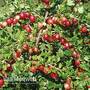 Gooseberry 'Xenia'