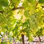 Grape 'Sauvignon' (White)