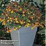Begonia 'Groovy Mellow Yellow'