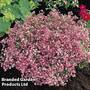 Gypsophila elegans 'Rose'