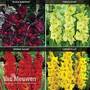 Gladioli Bold Collection