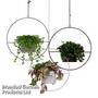 Compact Foliage Mix