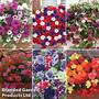 Nurserymans Choice Pre-Planted Hanging Basket