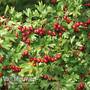Hawthorn Hedging