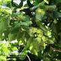 Hazel (Hedging)