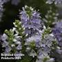 Hebe 'Summer Blue'