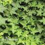 Hedera hibernica